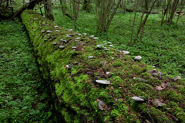 Image showing Log lying moss covered