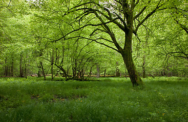 Image showing Shady deciduous stand of Bialowieza Forest in springtime