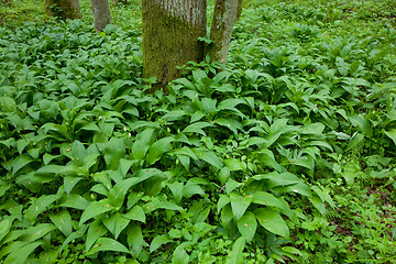 Image showing Ramsons leaves in springtime