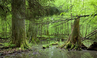 Image showing Springtime deciduous forest with standing water