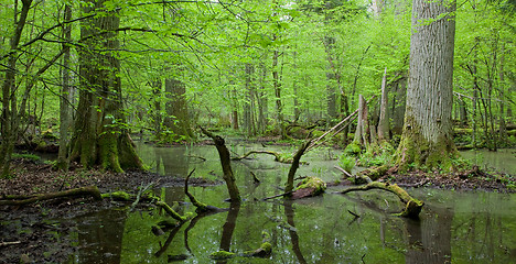 Image showing Springtime deciduous forest with standing water