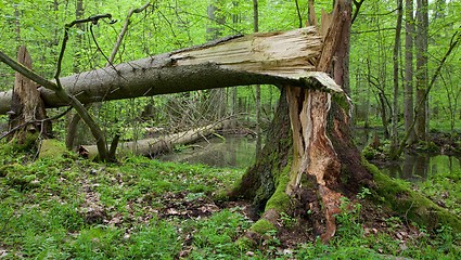 Image showing Wind broken spruces