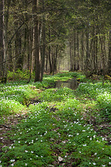 Image showing Springtime anemone flowers