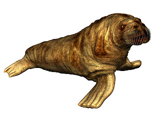 Image showing Walrus