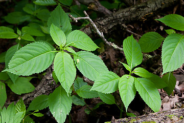 Image showing Smallflower touch-me-not plant