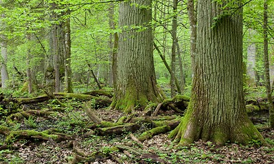 Image showing Three giant oaks in natural deciduous stand