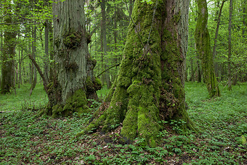 Image showing Old moss covered linden trees