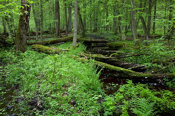 Image showing Springtime view of natural deciduous stand with little river