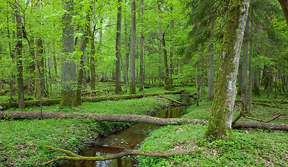 Image showing Springtime look of natural deciduous stand with little stream