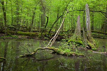 Image showing Springtime deciduous forest with standing water