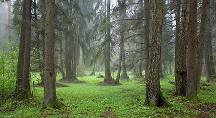 Image showing Misty springtime morning at riparian forest