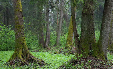 Image showing Riparian stand in springtime with fresh green vegetation