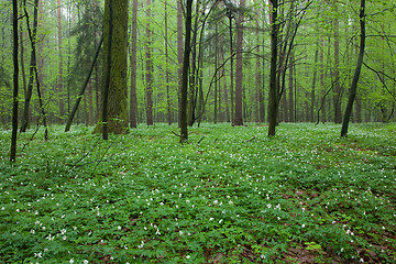 Image showing Springtime Wood Anemone flowers