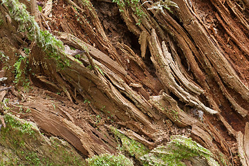 Image showing Rotten wood closeup