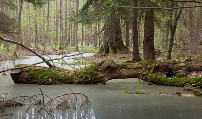 Image showing Springtime wet mixed forest with standing water