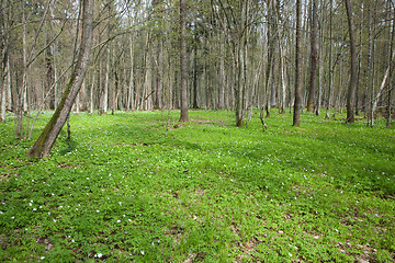 Image showing Fresh green anemone floralbed in springtime