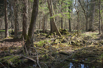 Image showing Springtime wet mixed forest with standing water