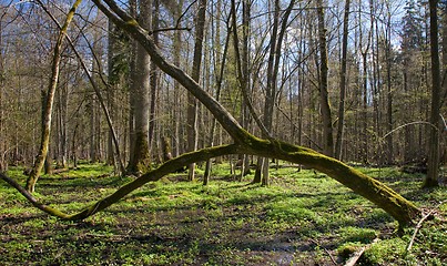 Image showing Arch shaped hornbeam tree moss wrapped