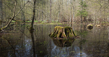 Image showing Springtime wt forest