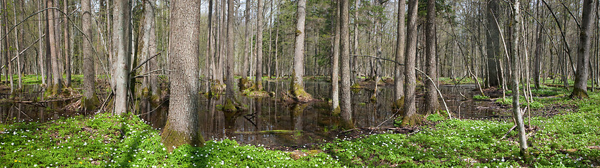 Image showing Alder-carr stand in springtime with water and anemone flowering