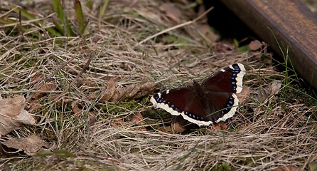 Image showing Mourning Cloak butterfly closeup