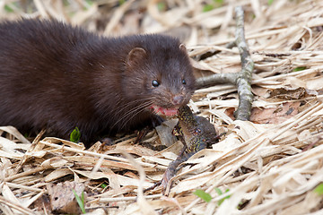 Image showing Wild American Mink against water