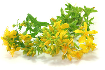 Image showing St. John's wort