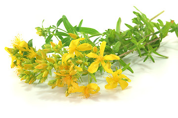 Image showing St. John's wort