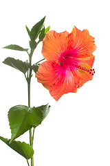 Image showing hibiscus flower isolated on white background 