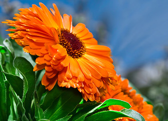Image showing orange flower calendula on blue sky 