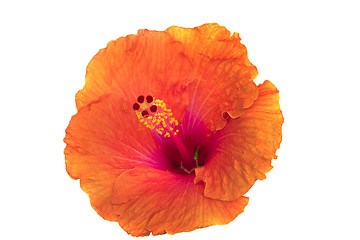 Image showing Hibiscus flowers 