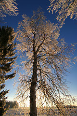 Image showing Tall frost tree