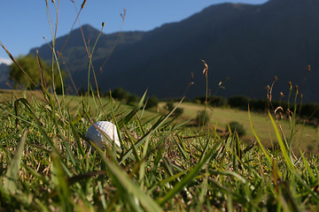 Image showing Golf Ball in Grass