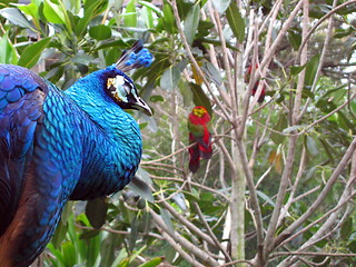 Image showing Peacock