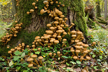 Image showing Bunch of pholiota fungi