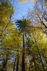 Image showing Autumnal mixed forest