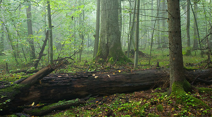 Image showing Broken old oak in misty forest