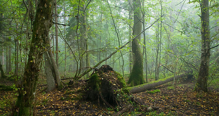 Image showing Broken tree and misty stand in background