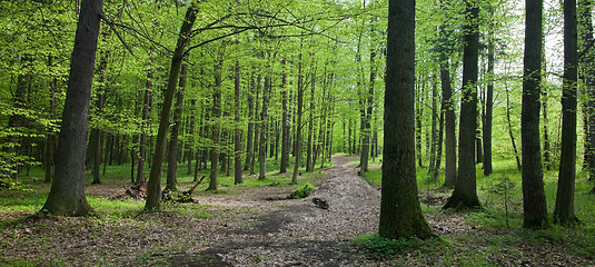 Image showing Path crossing springtime forest