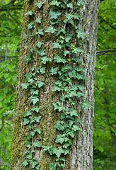 Image showing Common Ivy on mossy tree