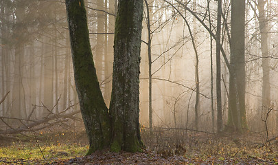 Image showing Light entering autumnal forest