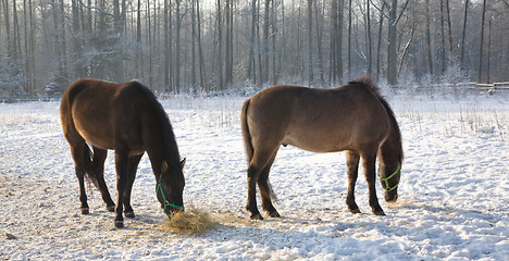 Image showing Two Tarpan like Polish Horses