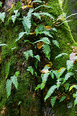 Image showing Oak tree with Common Polypody fern