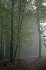 Image showing Path crossing misty autumnal forest