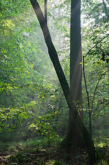 Image showing First light of morning entering old forest