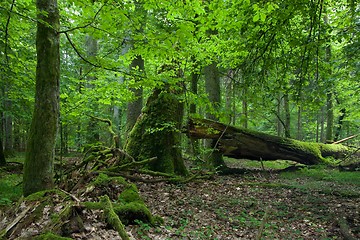 Image showing Old oak broken lying