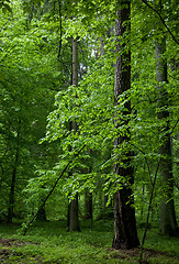 Image showing Mixed forest stand