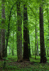 Image showing Mixed forest rain after