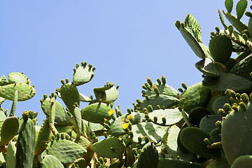 Image showing Prickly pear cactus flowering yellow on the blue sky background