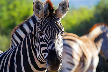 Image showing Zebra Close up